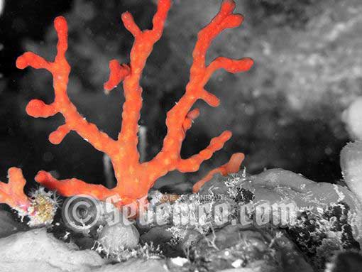 jadranski koralj