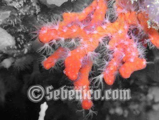 šibenik koralj